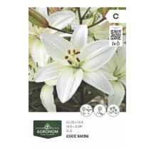 Gėlių svog. AGRONOM LILY ASIATIC, balta, SG26