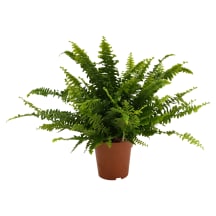 Papartis vazone GREEN LADY, D12 / H35-38