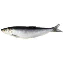 Sūdyta atlantinė silkė su galva, 1 kg
