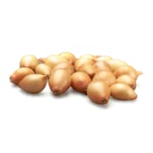 Gelt.svog. STURON sodinukai, 1 kg