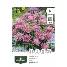 Gėlių svogūnėliai DAHLIA PARK PRINCESS, SG26