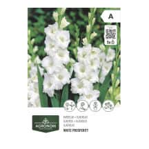 Gėlių svog. AGRONOM GLADIOLUS, balta, SG26