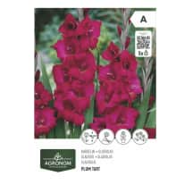 Gėlių svog. AGRONOM GLADIOLUS VIOLET, SG26