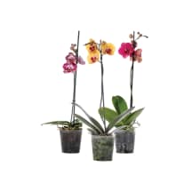 Orchidėja, 1 vnt