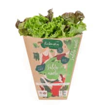 Įvairiaspalvės salotos vazonėlyje, 1 vnt
