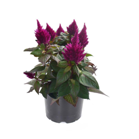 Aglaonema Pink Star D16