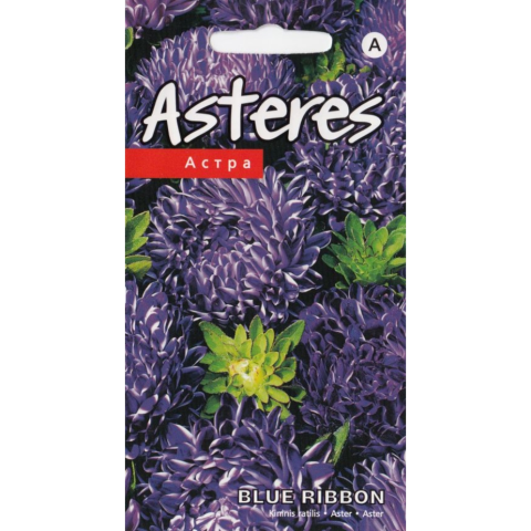 Asteres Blue Ribbon Kurzemes Sēklas