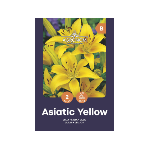 Gėlių sėklos AGRONOM LILIUM YELLOW