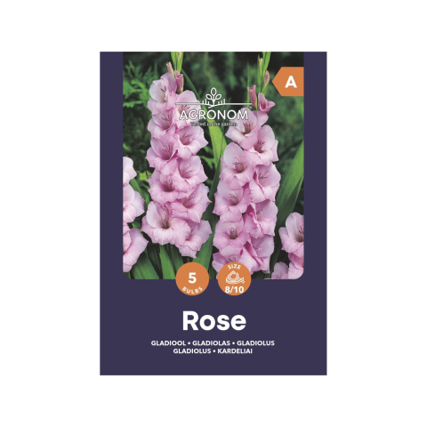 Gladiolas rozā Agronom SG25