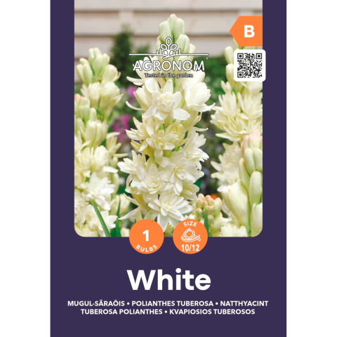 Tuberoza AGRONOM TUBEROSA POLIANTHES, SG25