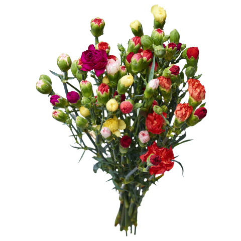 Gvazdikų puokštė RIMI 50cm (10vnt), 1vnt