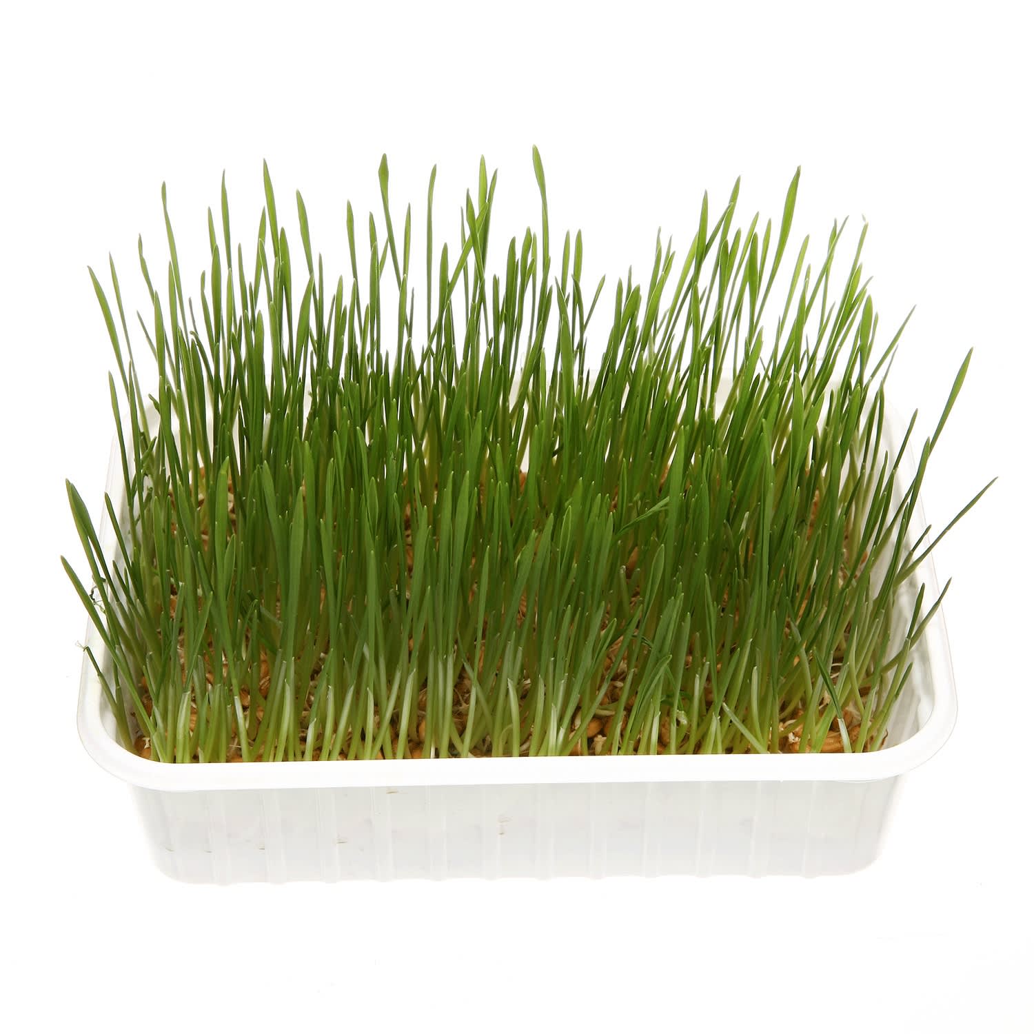 Kviečių želmenys, 1 vnt.