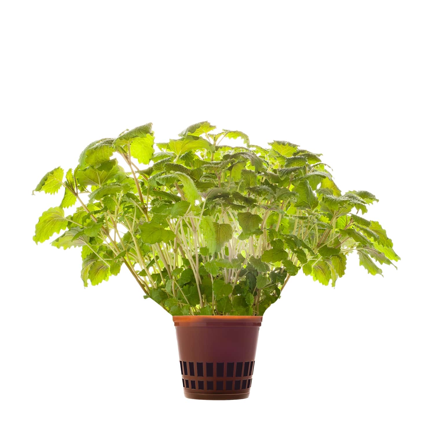 Sidrunmeliss Hansa Herb 1tk