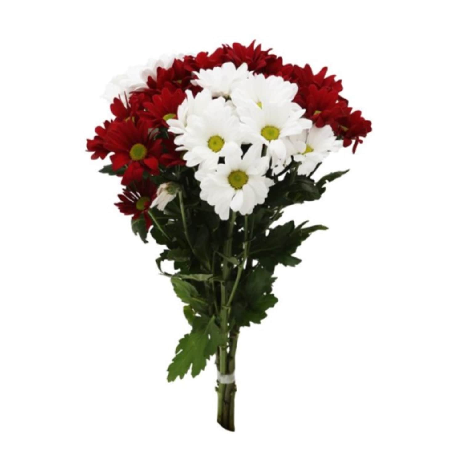 Krizantēmas sarkanbaltsarkanas 50cm 5 kāti