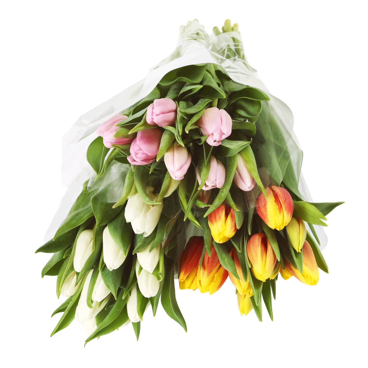 Tulbikimp 35cm, 11 vart