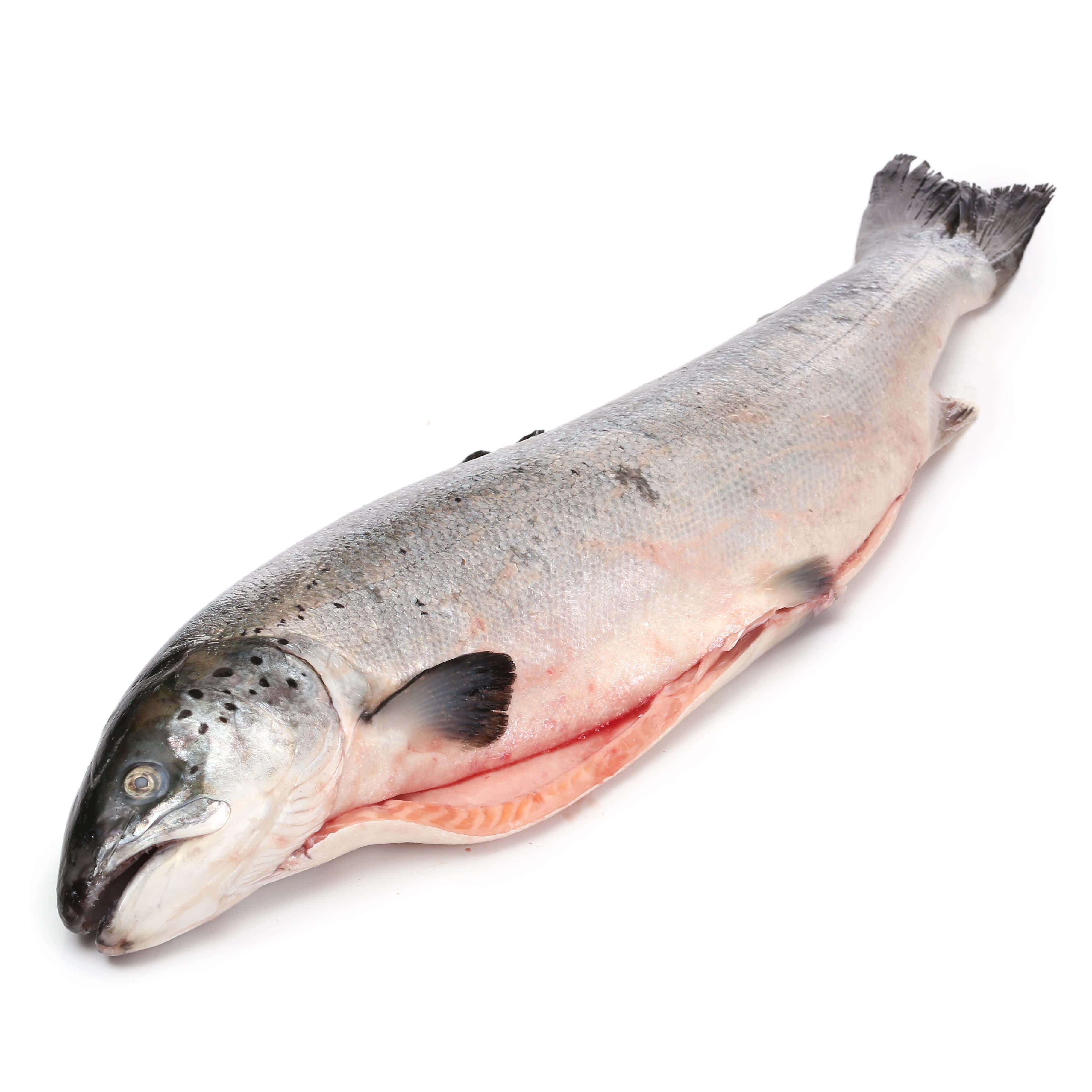 Atlantijas lasis ķidāts ar galvu 2-4kg