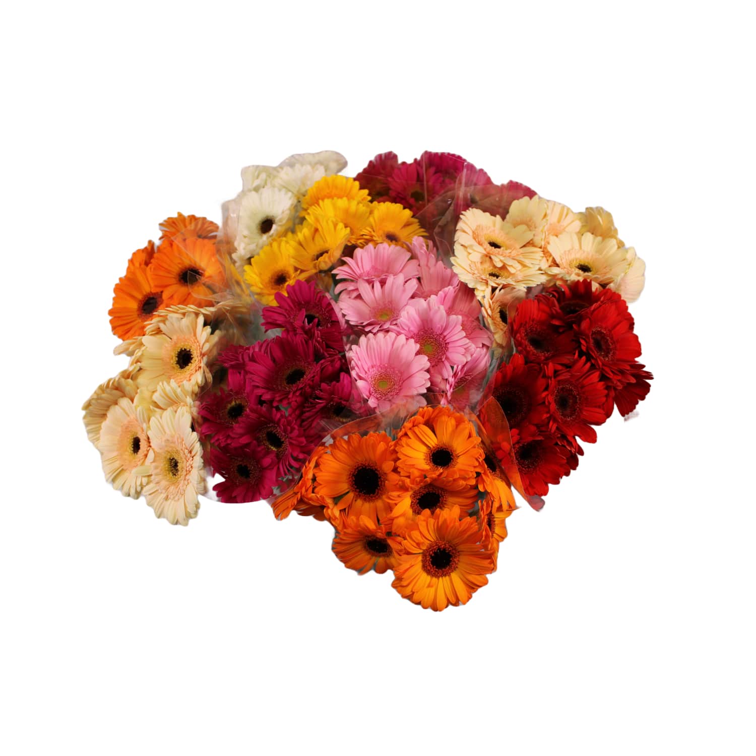 Gerberakimp 9 vart 50cm