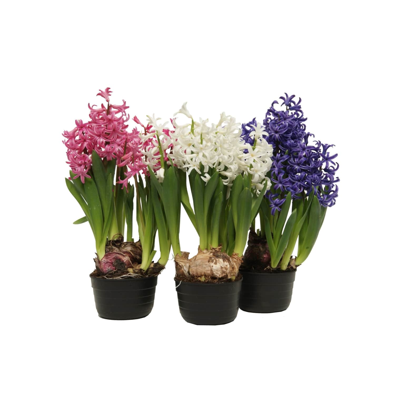 Hiacinte 3 sīpoli podiņā D12/H20