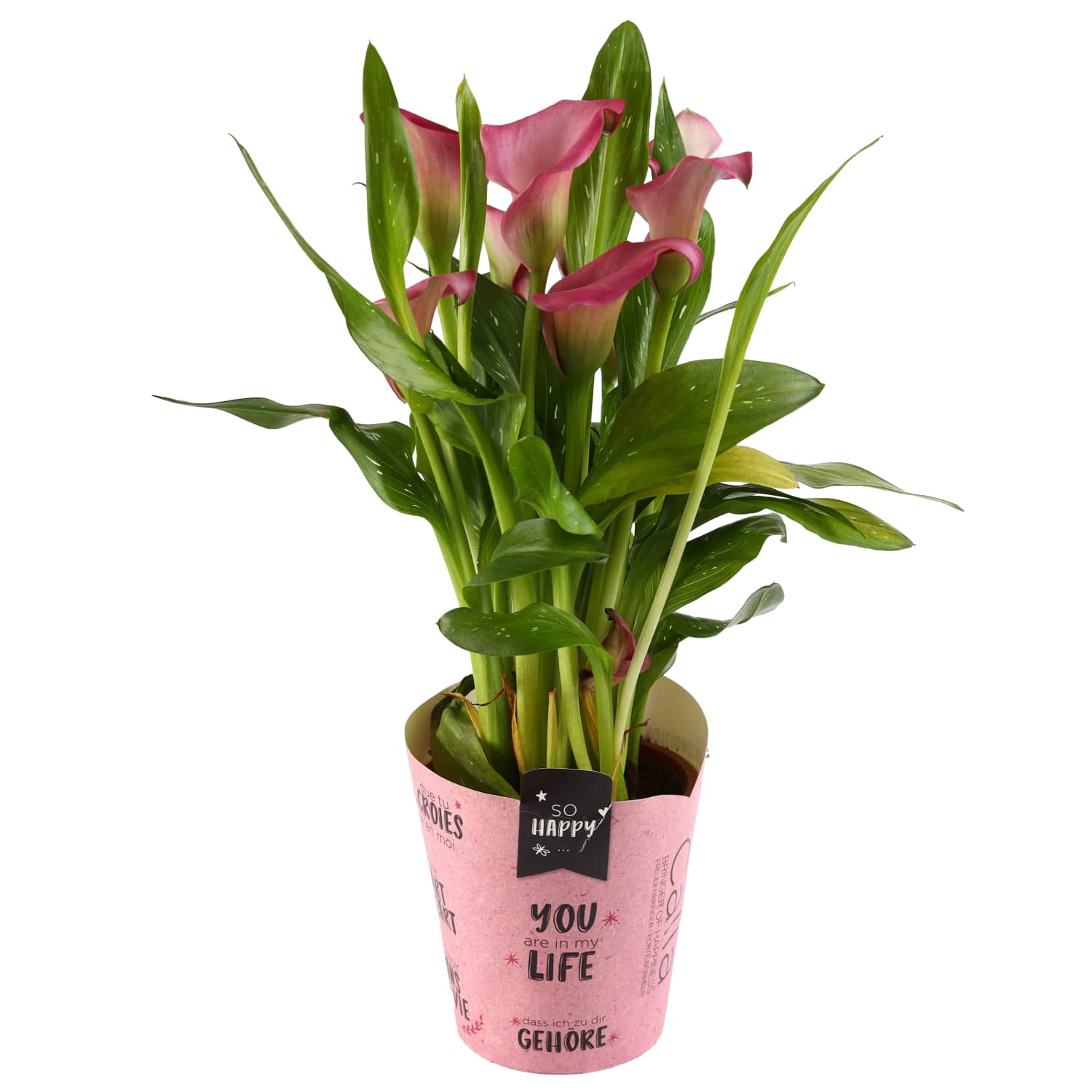 Kalla mix potis 12cm