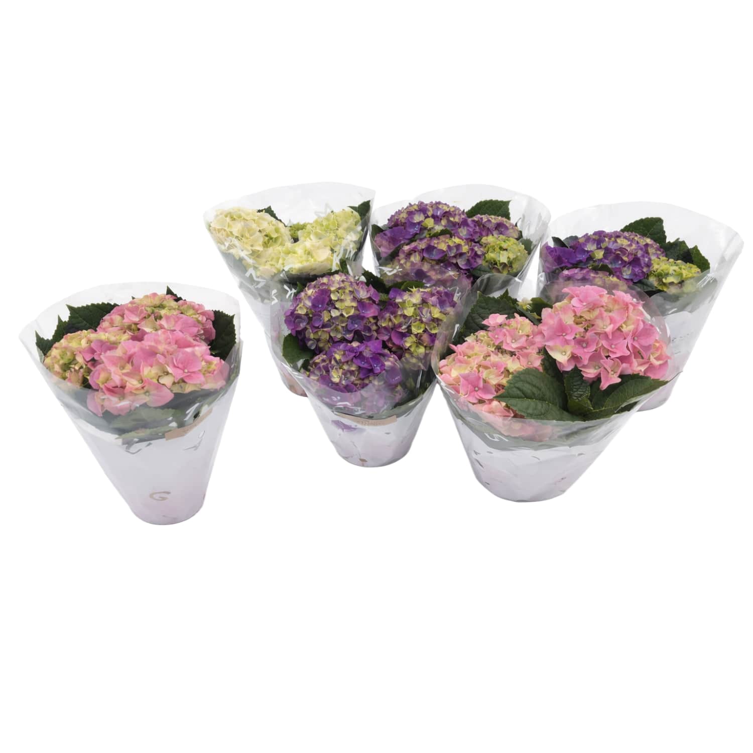 Hortensia mix potis 10cm