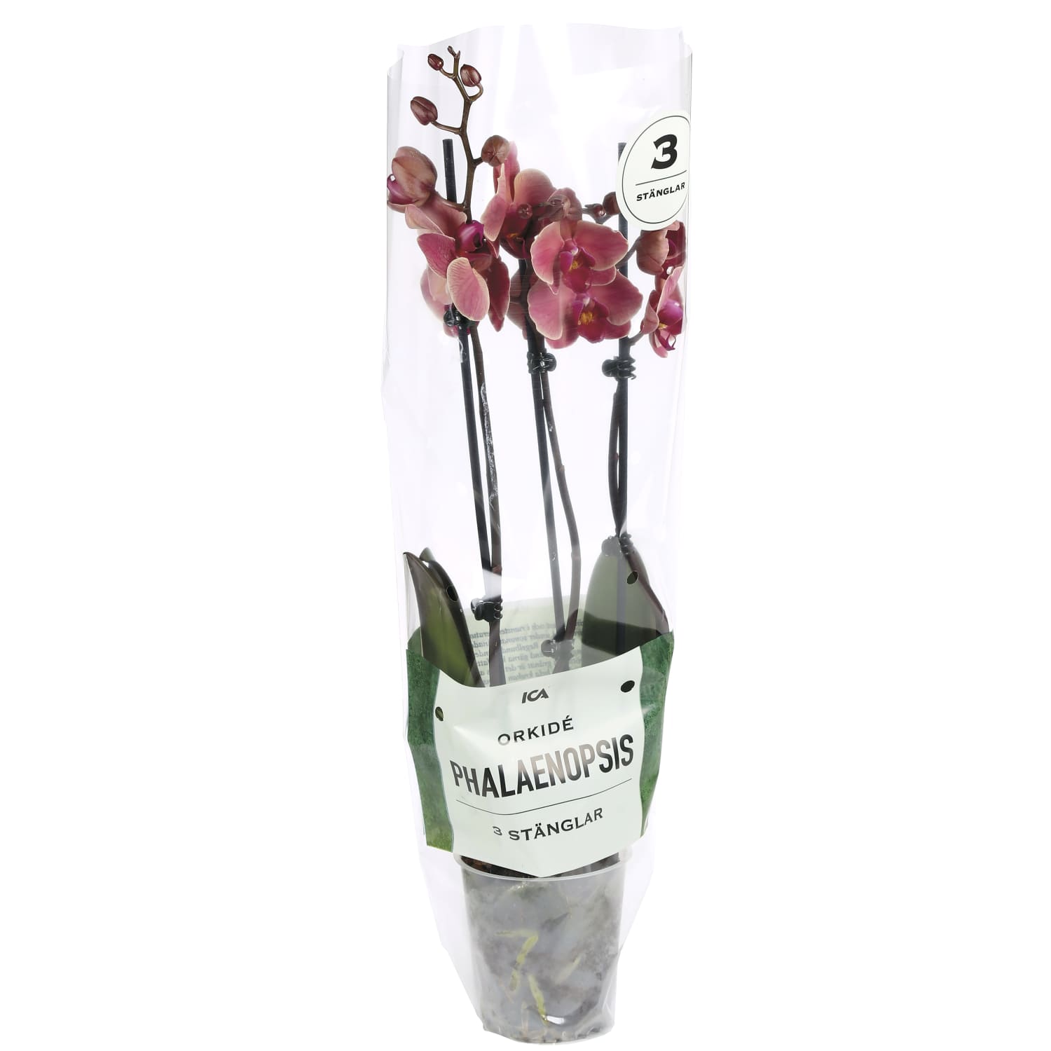 ICA orhidee Phalaenopsis, 3 vart