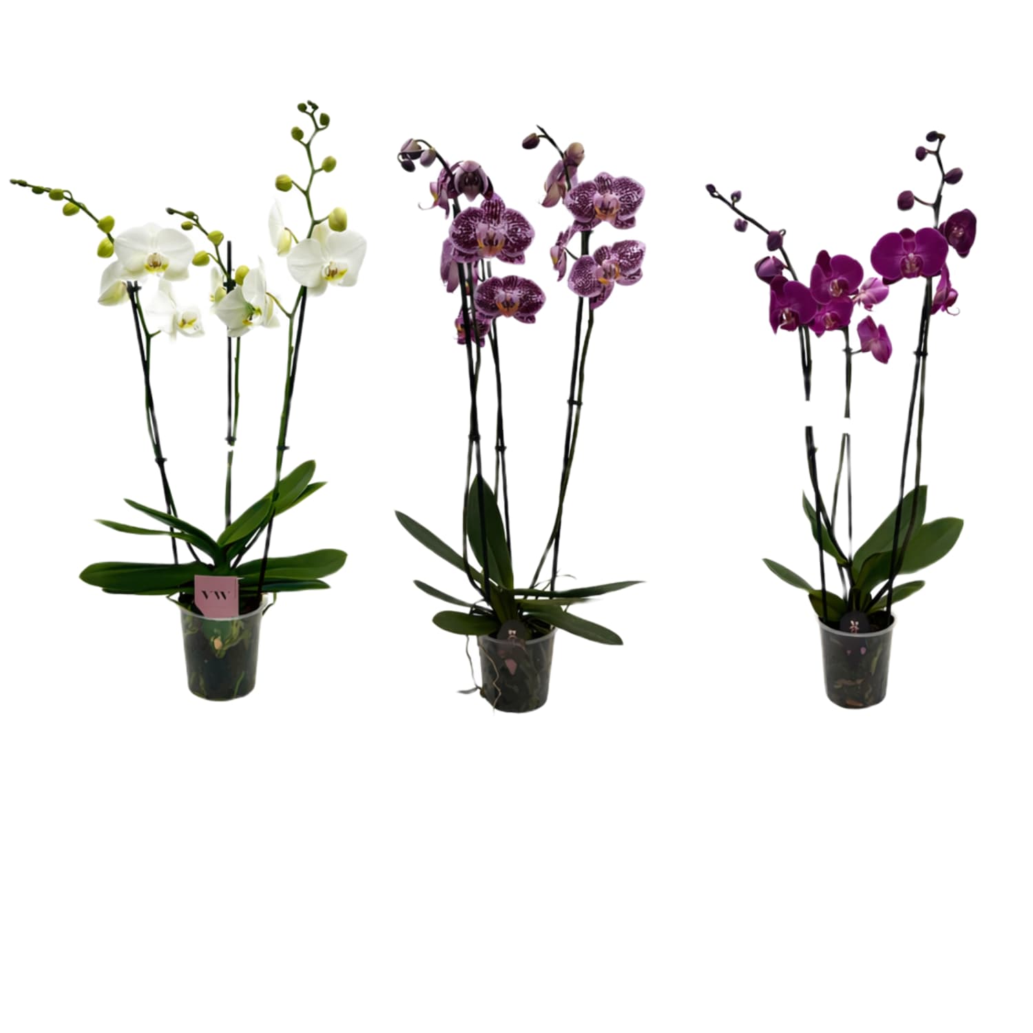 ICA orhideja 3 kāti,18+ ziedi D12/H60-65