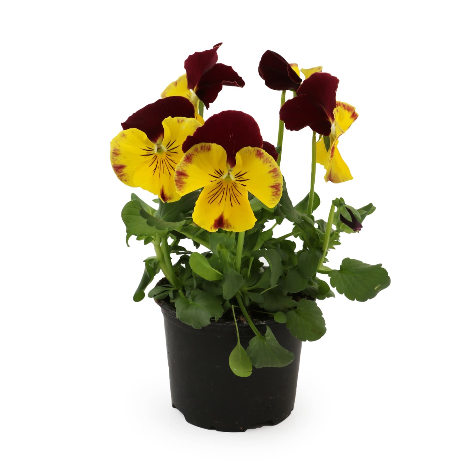 Võõrasema 9cm potis