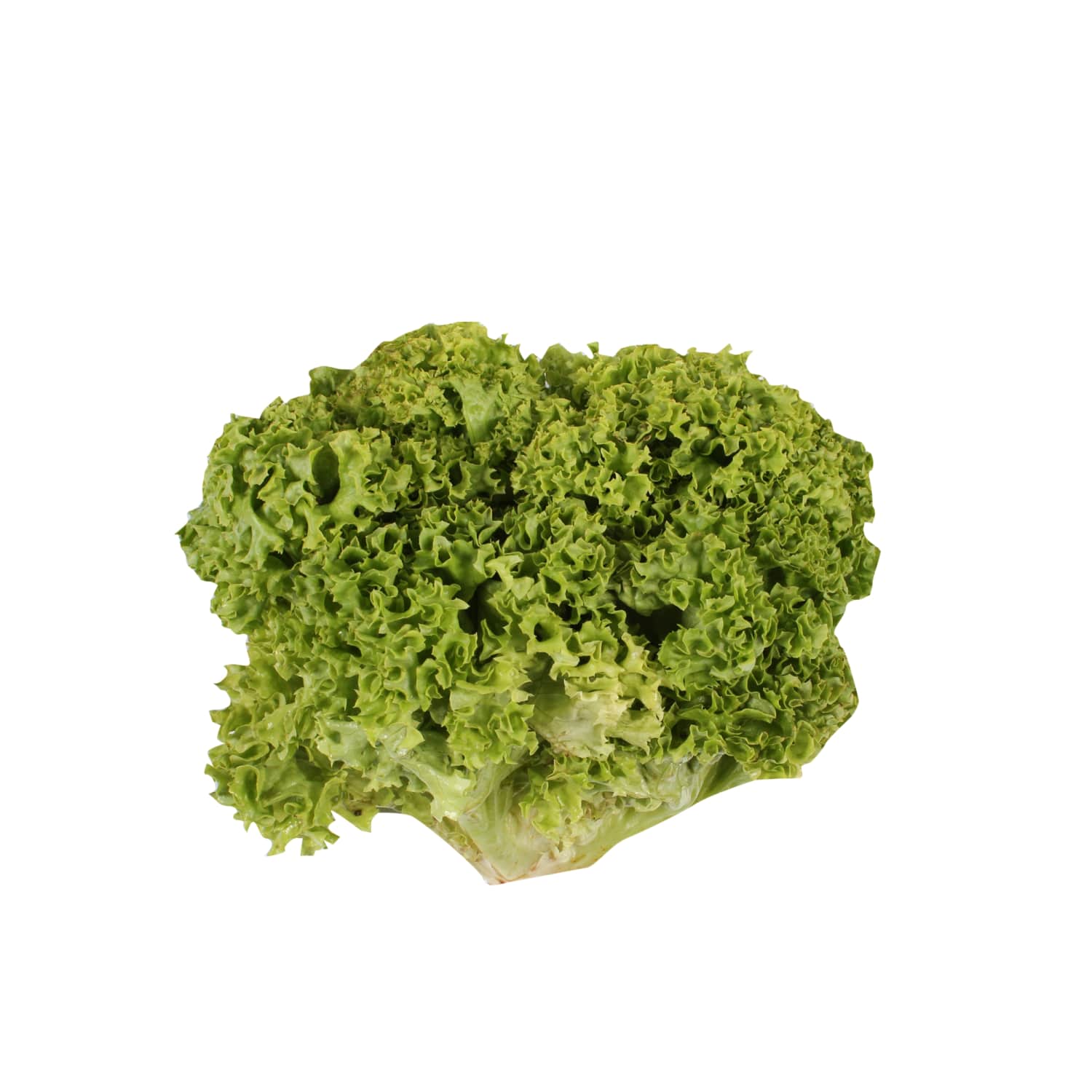 Salāti Latvijas, kg, 1.šķ.