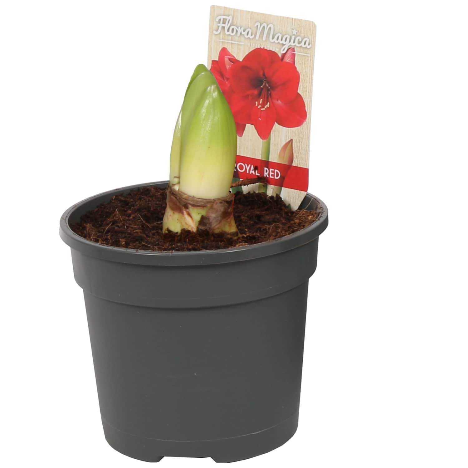 Amarillis podiņā, D9/H25