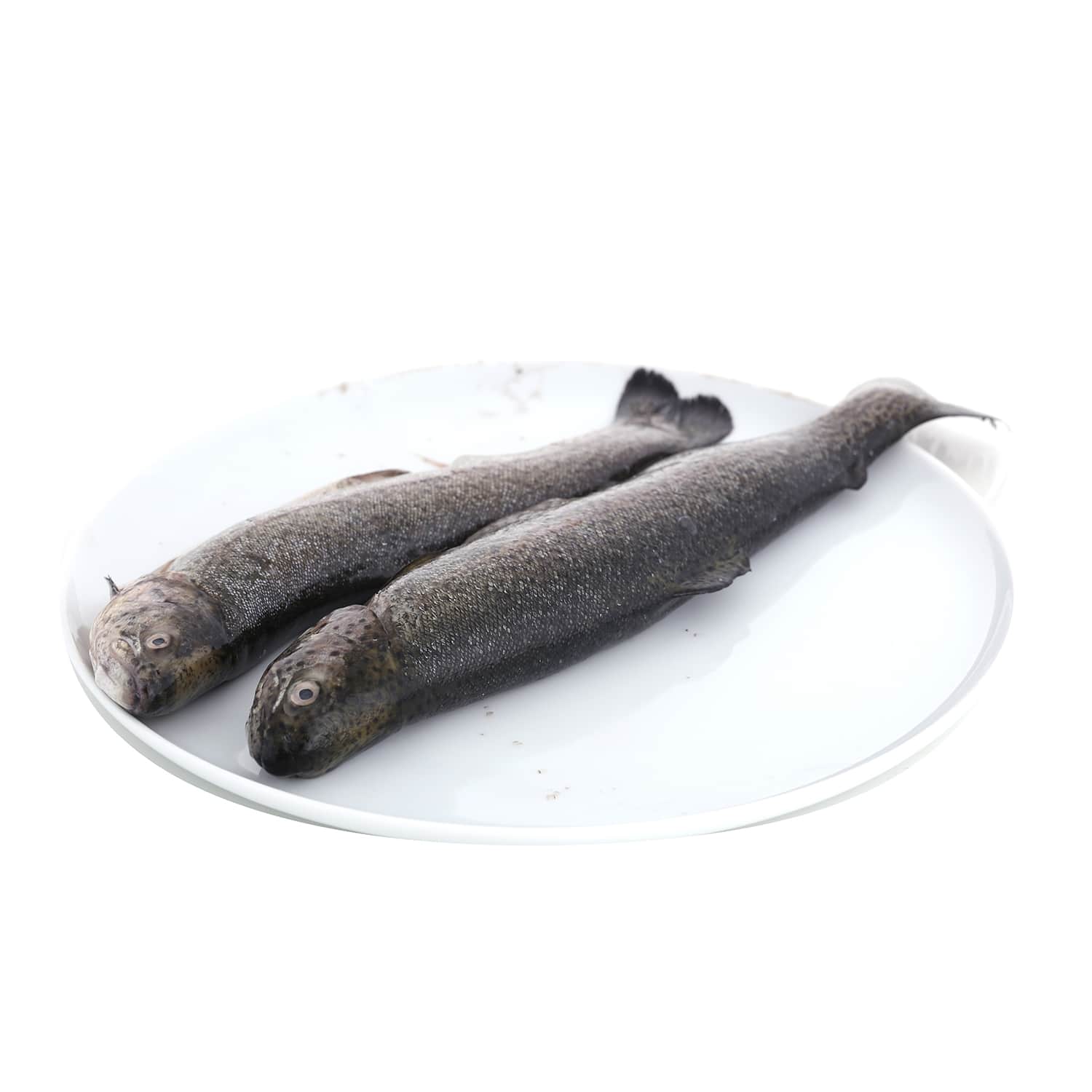 Varavīksnes forele ķidāta kg