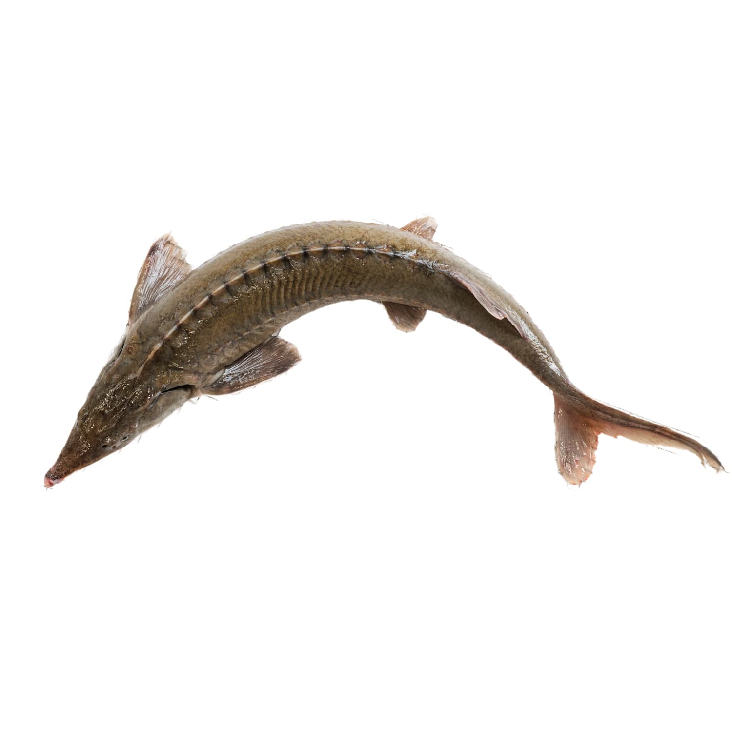 Išdorotas, atvės. sibirinis eršketas, 1 kg