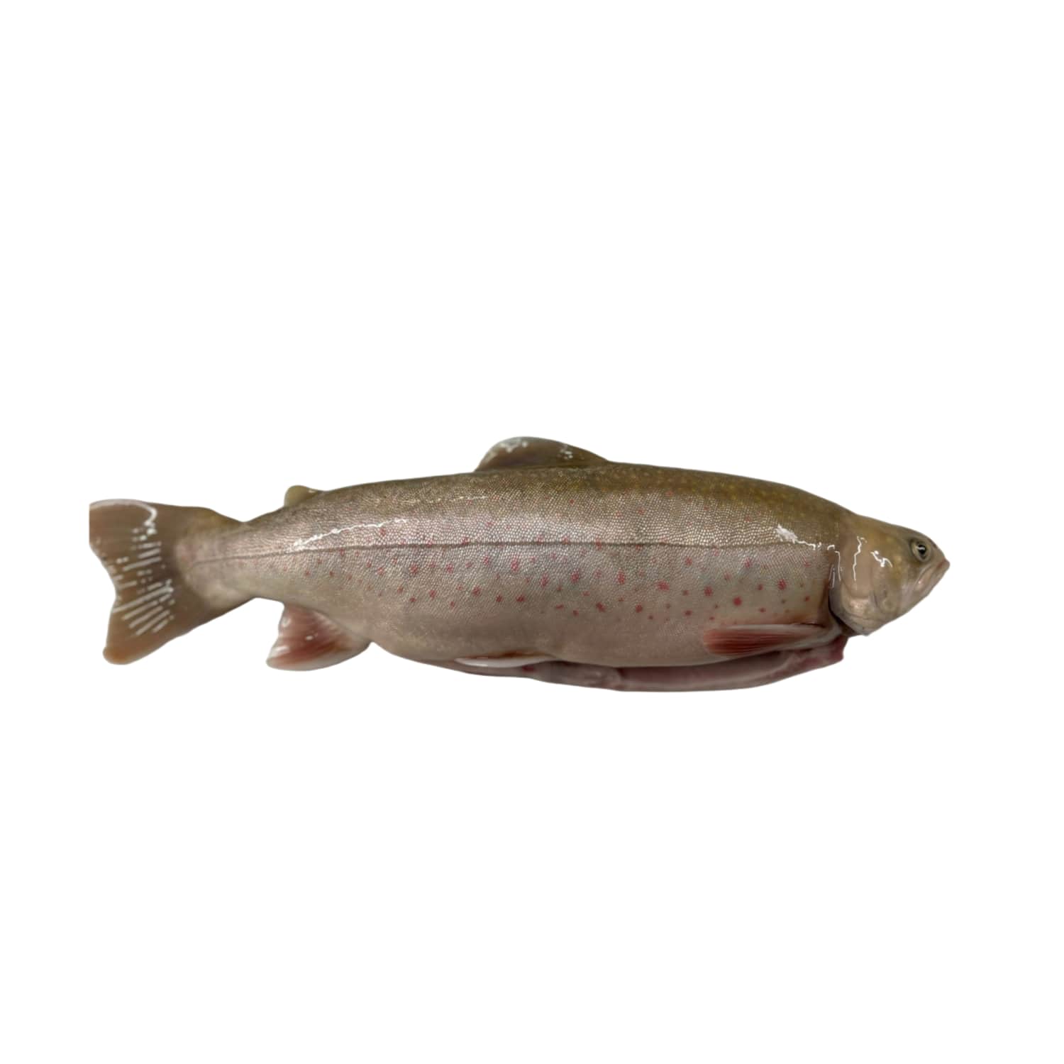 Arktika paalia roogitud jahutatud kg