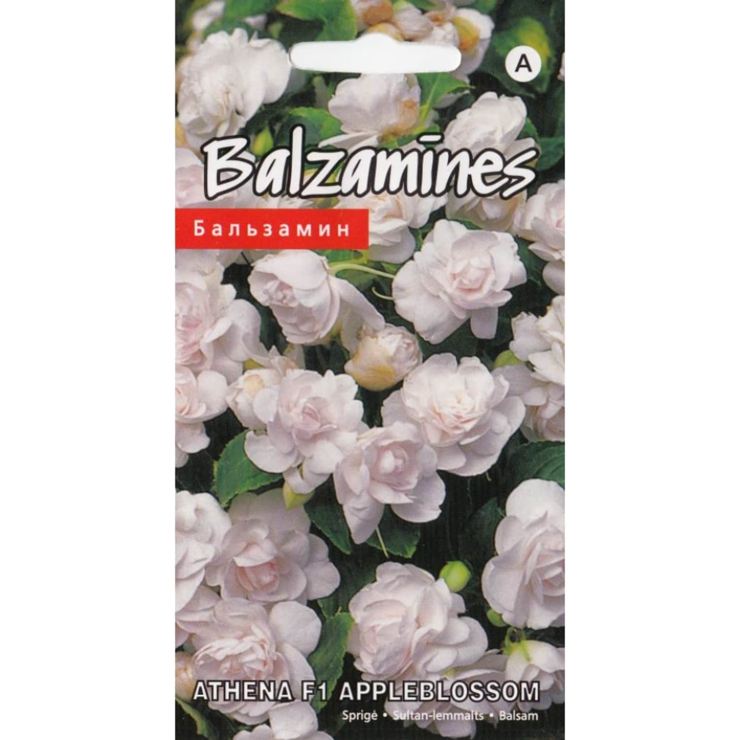 Balzamīnes Athena F1 Kurzemes Sēklas