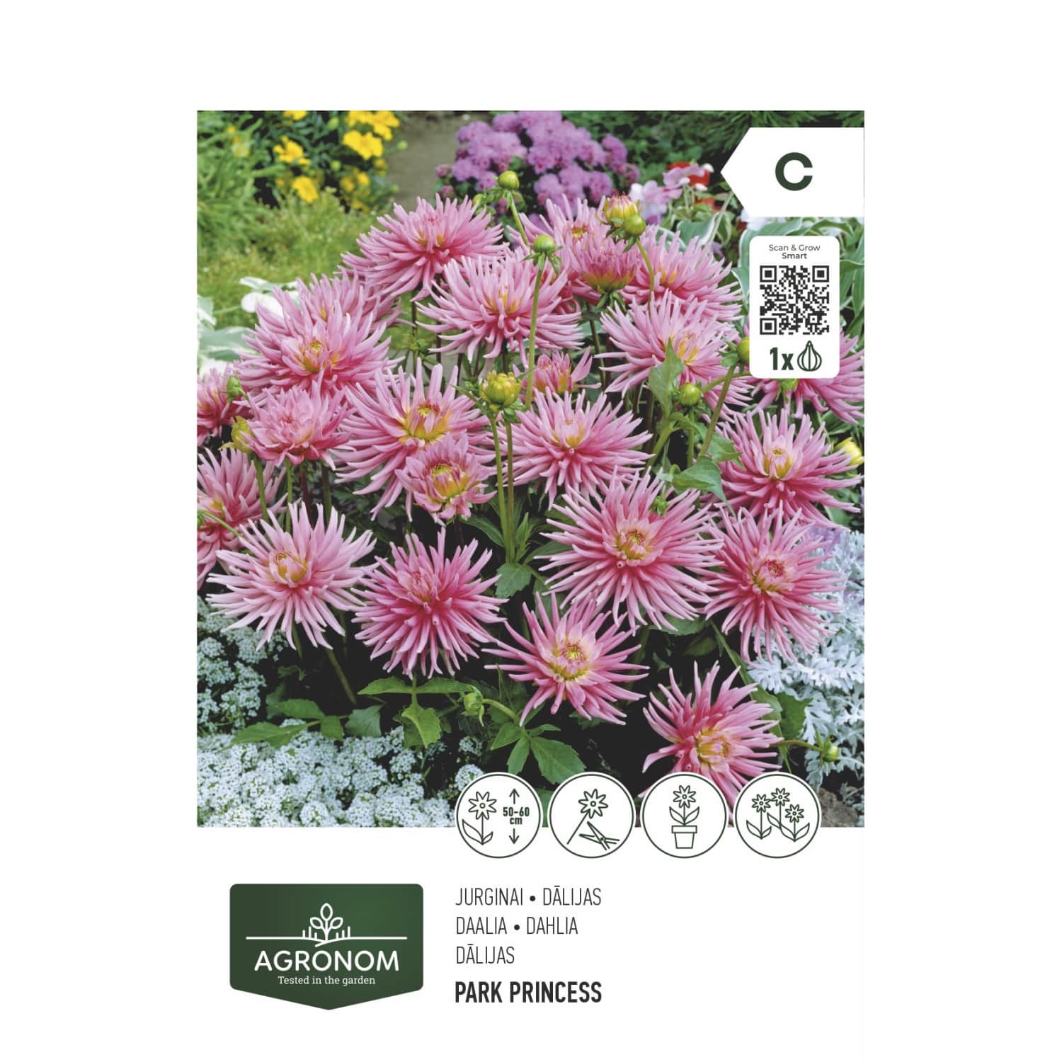 Gėlių svogūnėliai DAHLIA PARK PRINCESS, SG26