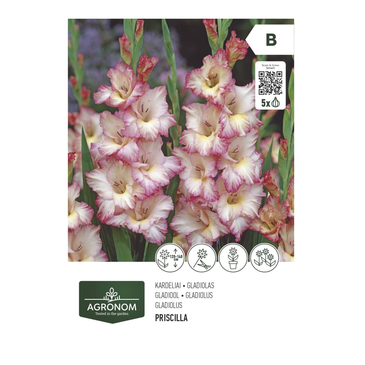 Gėlių svog. AGRONOM GLADIOLUS PRISCILLA, SG26