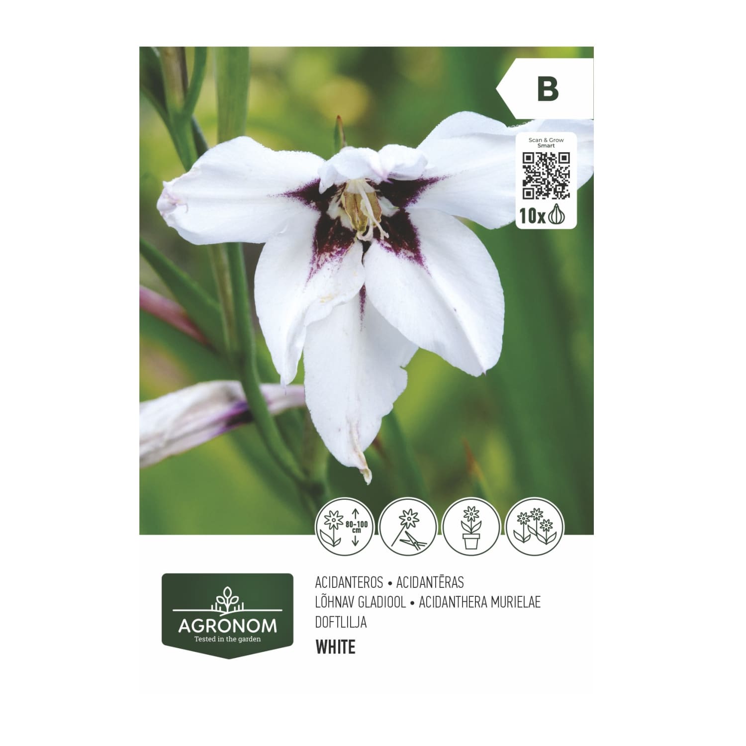 Gėlių sv. AGRONOM ACIDANTHERA MURIELAE, SG26