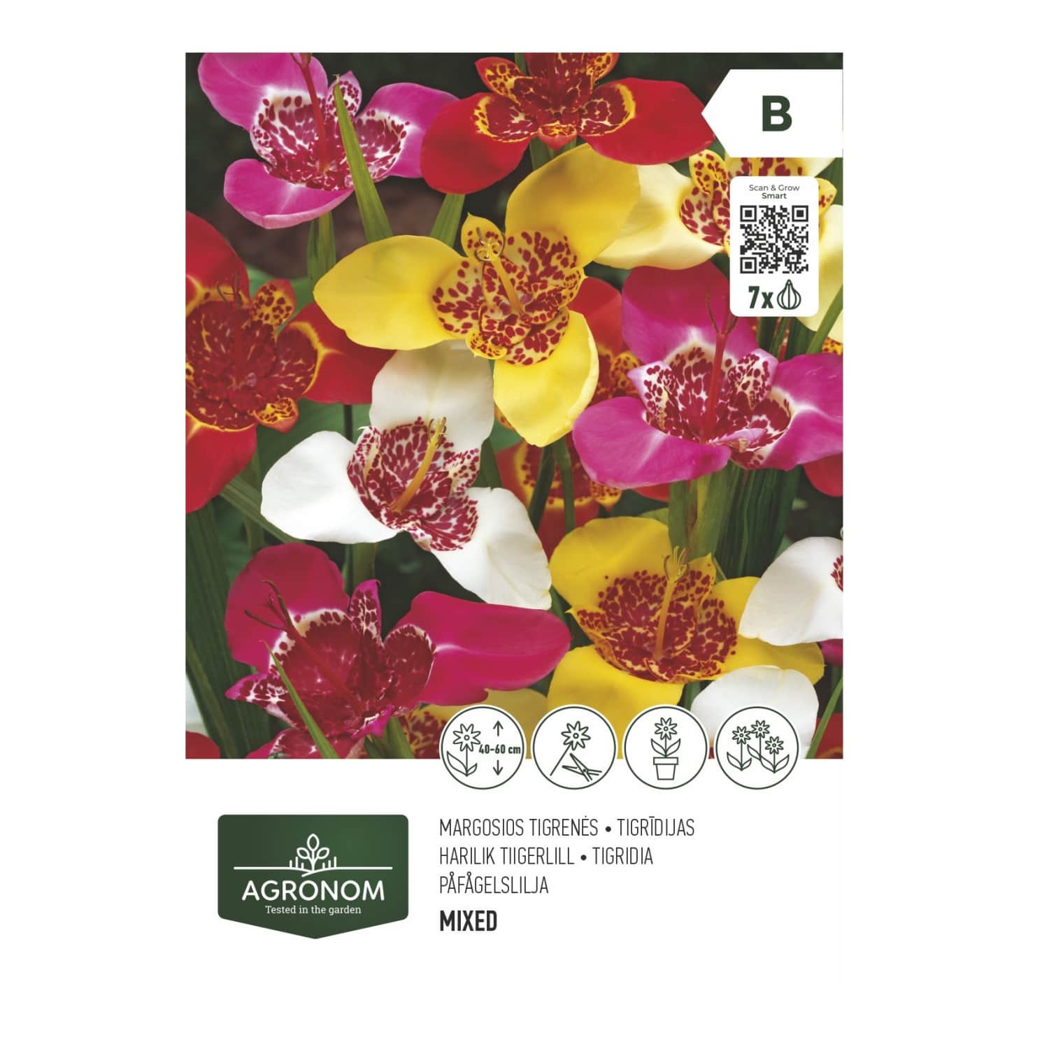 Gėlių svogūnėliai AGRONOM TIGRIDIA MIX, SG26