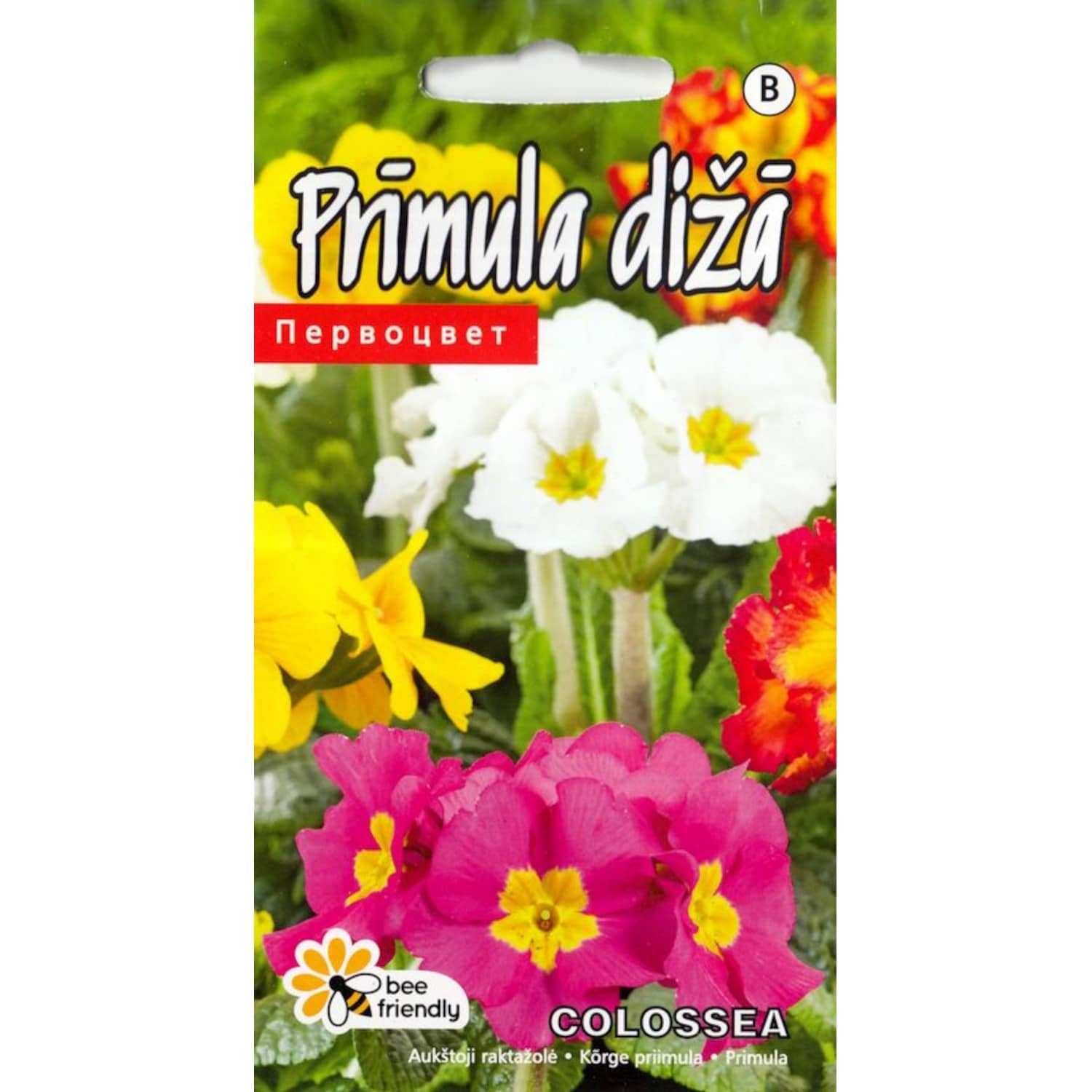 Prīmula Colossea jauktā Kurzemes Sēklas