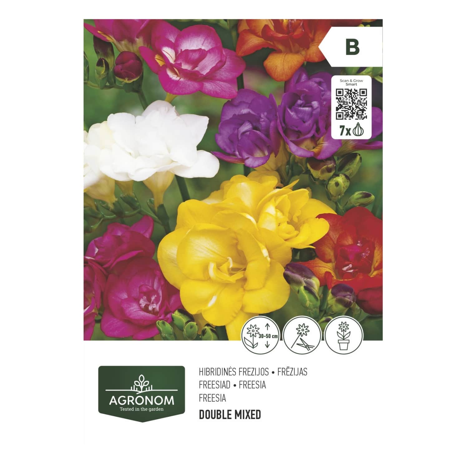 Gėlių svogūnėliai AGRONOM FRESSIA MIX, SG26