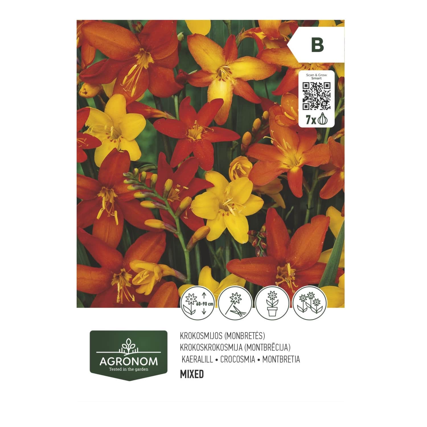 Crocosmia segu Agronom SG26