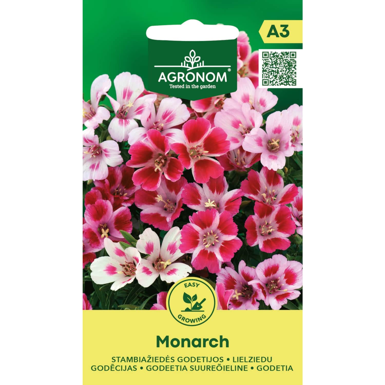 Didžiažiedė godetija MONARCH