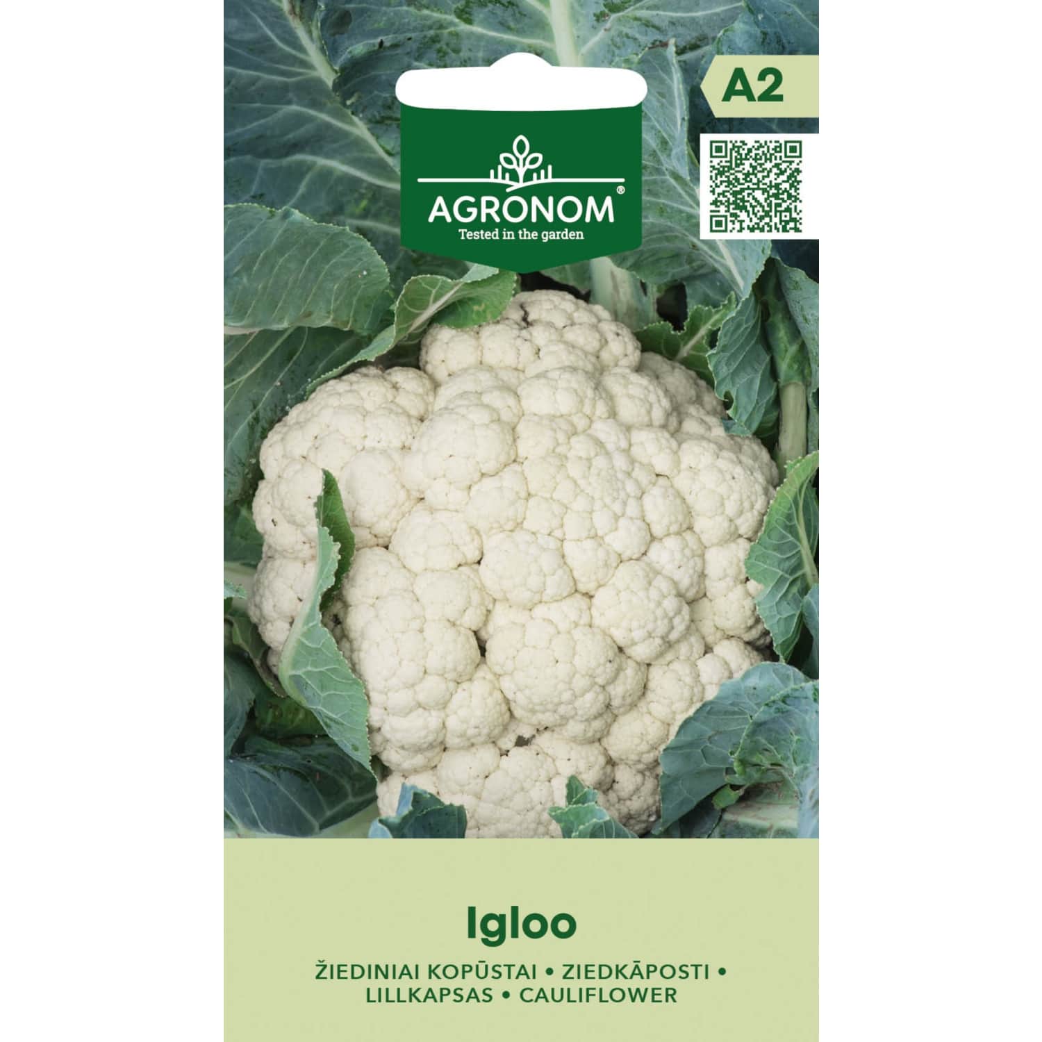 Žiediniai kopūstai IGLOO