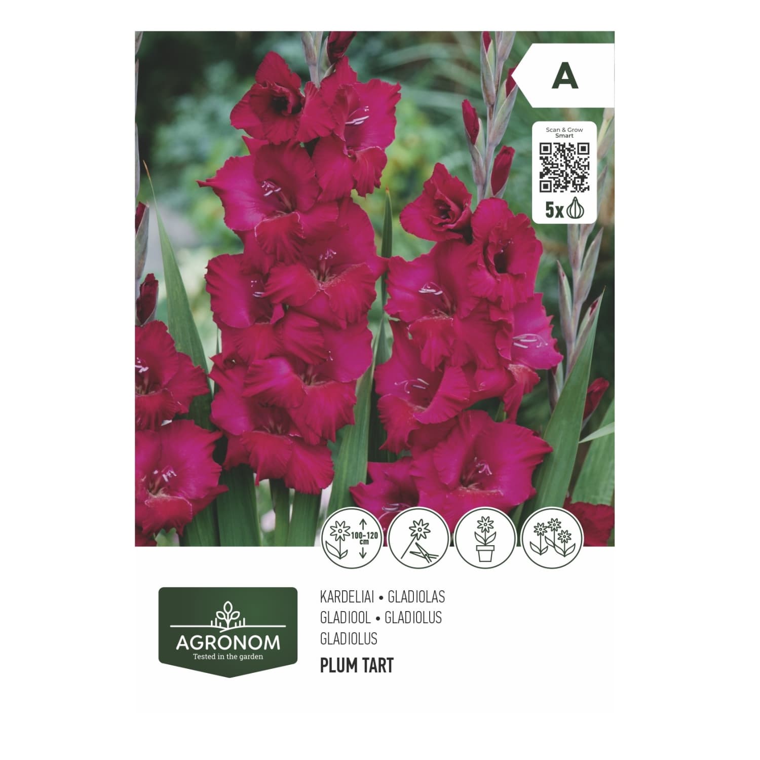 Gladiolus violetne Agronom SG26
