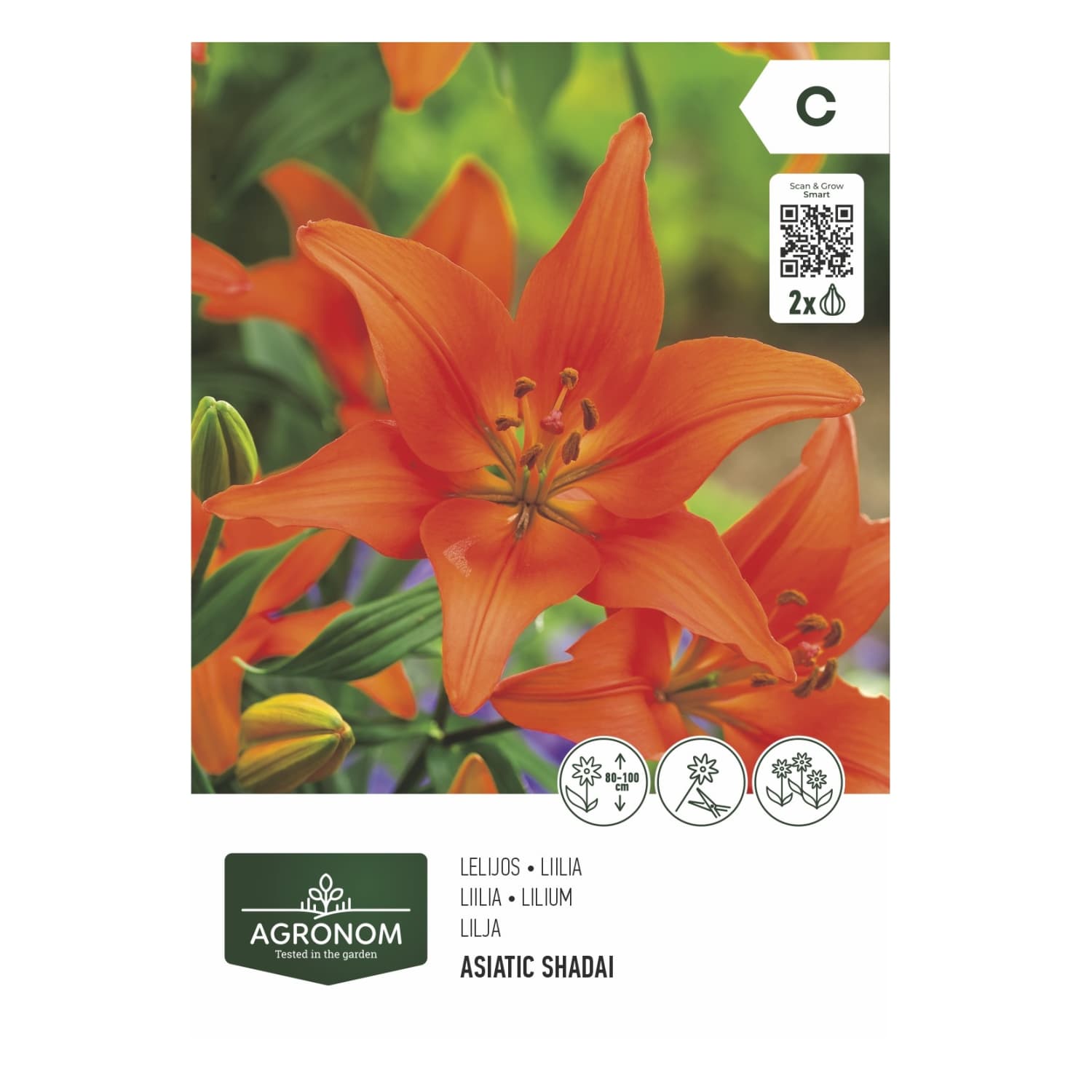 Gėlių svog. AGRONOM LILY ASIATIC SHADAI, SG26