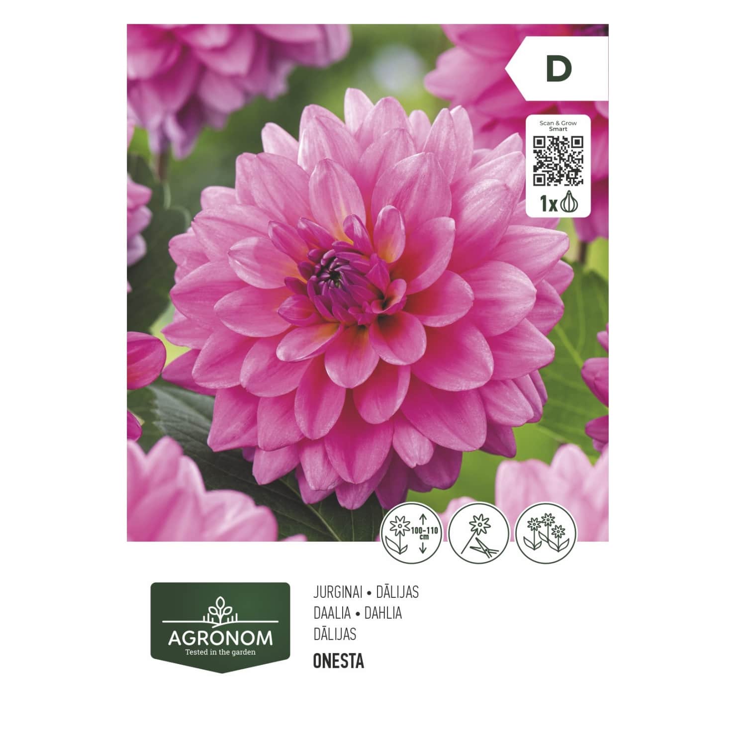 Gėlių svog. AGRONOM DAHLIA DECORATIVE, SG26