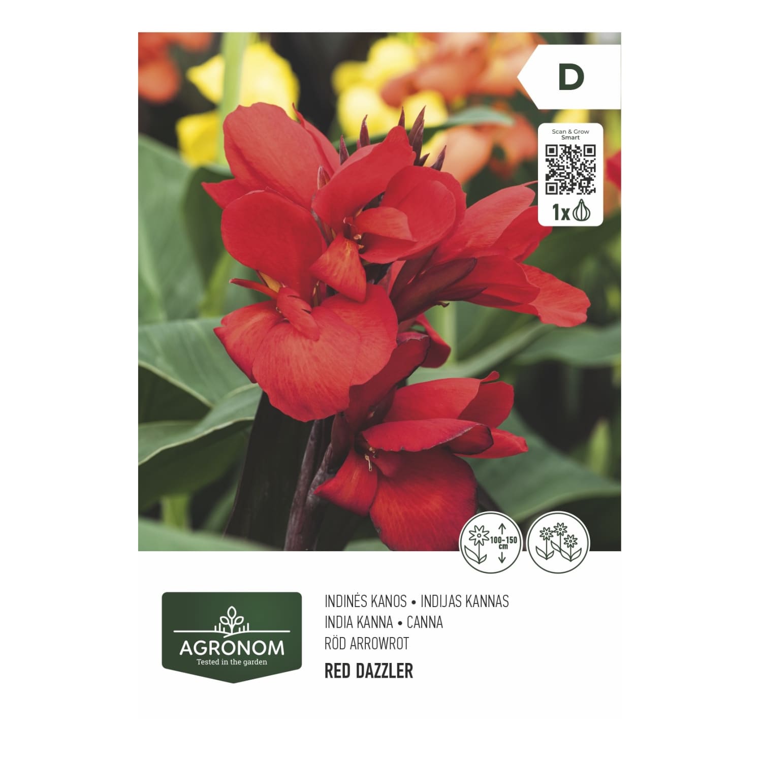 Gėlių svog. AGRONOM CANNA, t. raudona, SG26