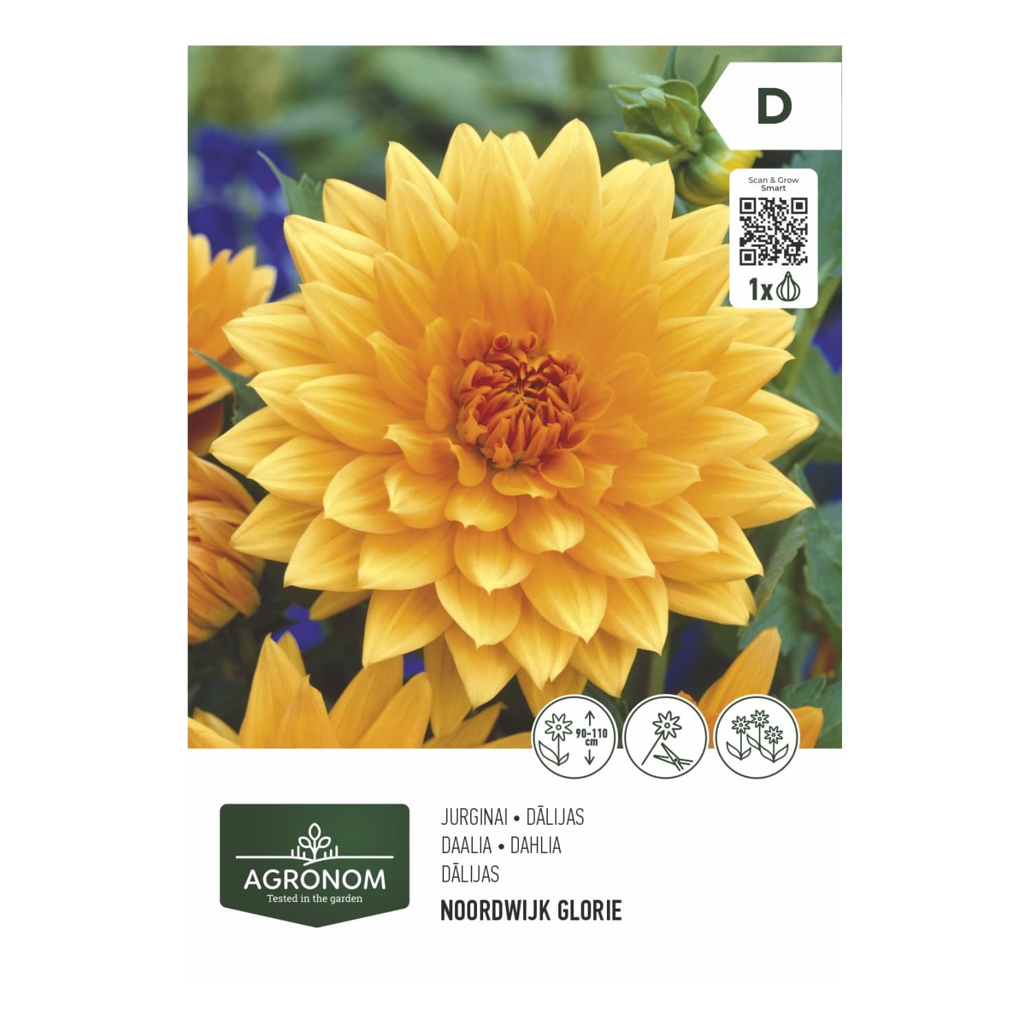 Gėlių sv. AGRONOM DAHLIA NOORD. GLORIE, SG26