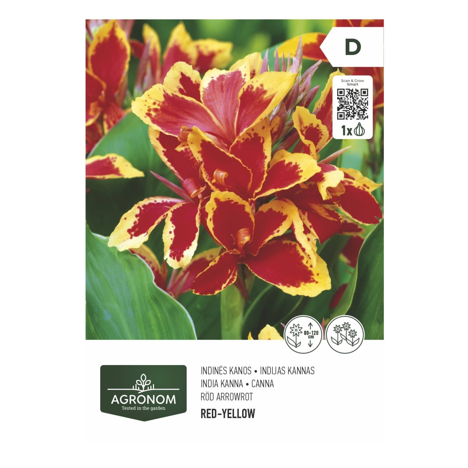 Canna kollane punane Agronom SG26