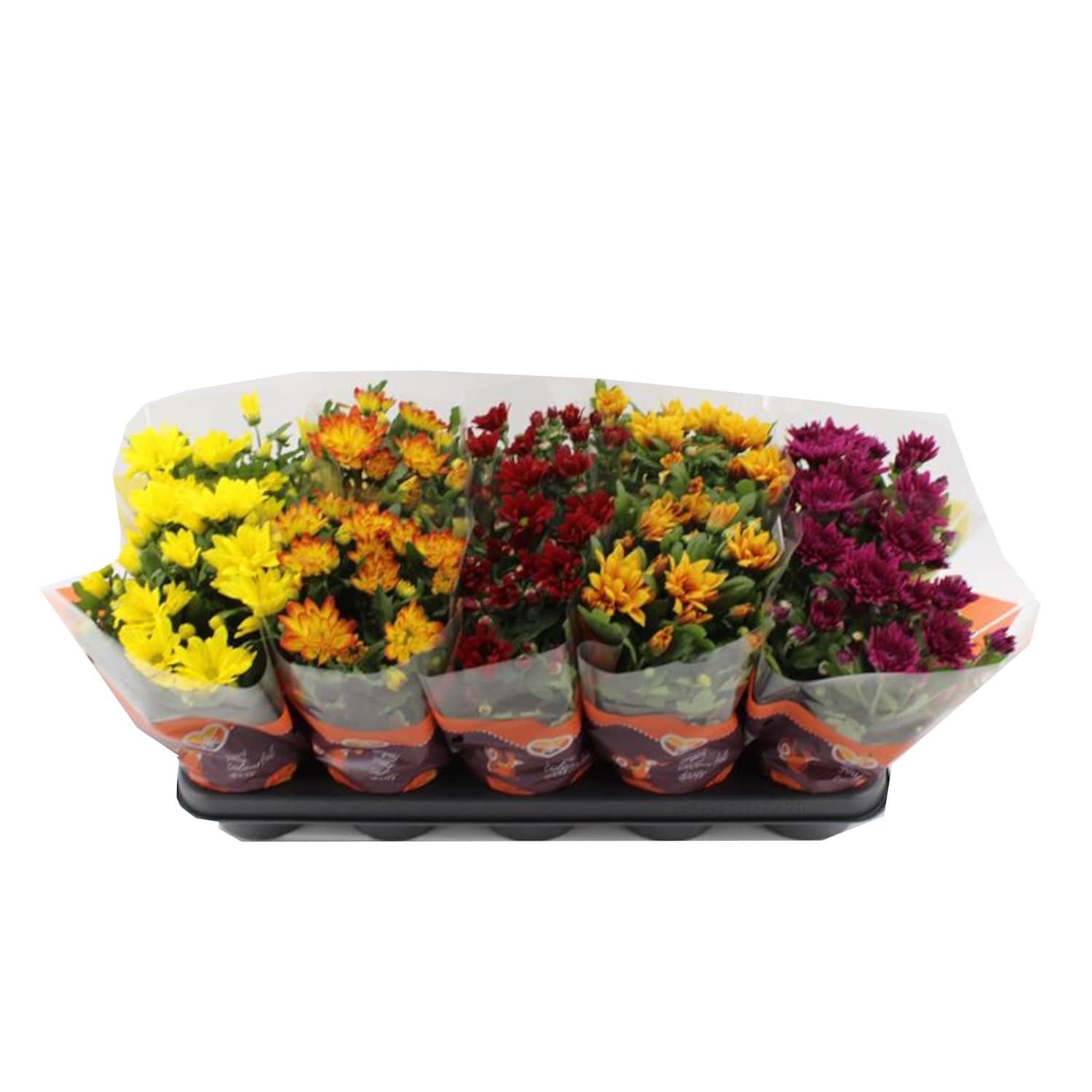 Krizantēmu Mix Rimi podiņā 12cm