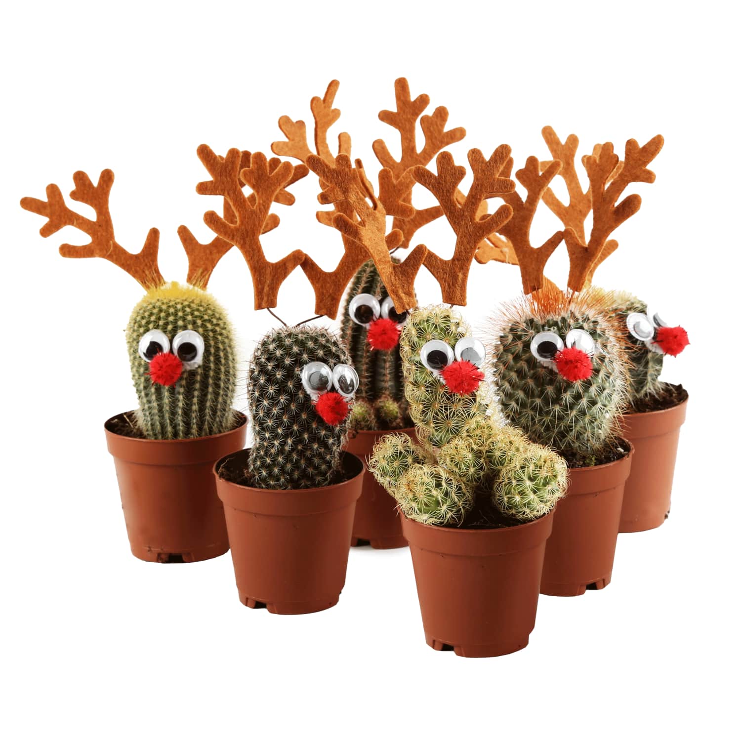 Kaktuss podiņā D5,5/H15